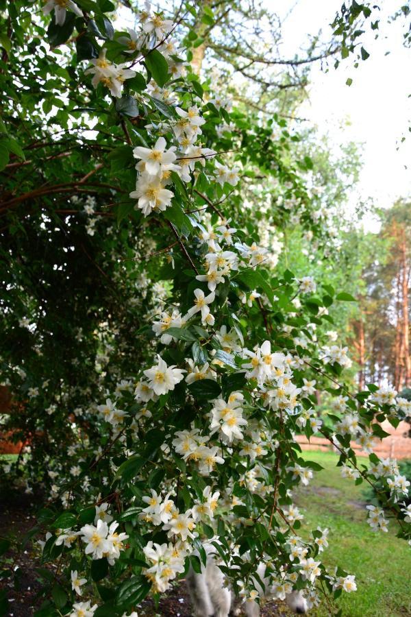 Sowa I Kumple Villa Drezdenko Buitenkant foto
